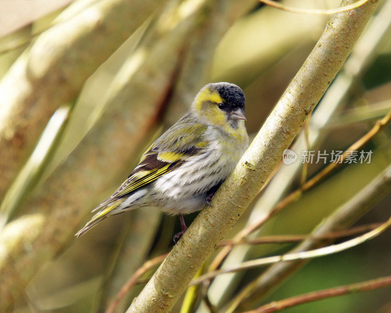 锦葵(Carduelis spinus)